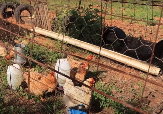 Cooperativa Cheiro da Terra divulga mais uma inovação: o galinheiro móvel