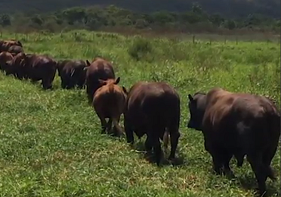 Fazenda Mangabeira disponibiliza gado para cruzamento industrial