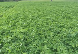 Coruripe multiplica sementes de amendoim BR-1