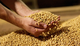 Safra mundial de soja vai crescer 7,6%