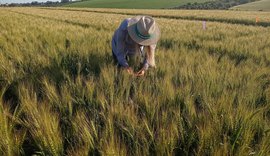 Trigo com manejo biológico é mais saudável para o consumidor e econômico para o agricultor