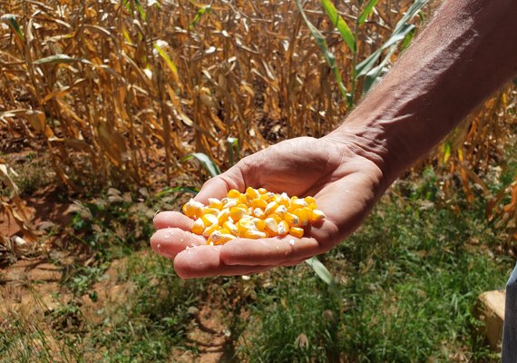 Tecnologia promete criar nova fronteira agrícola para o milho em Alagoas