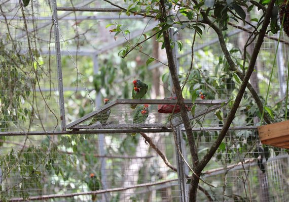 Projetos de reintrodução de Papagaio-do-mangue e Papagaio Chauá em Alagoas são fortalecidos
