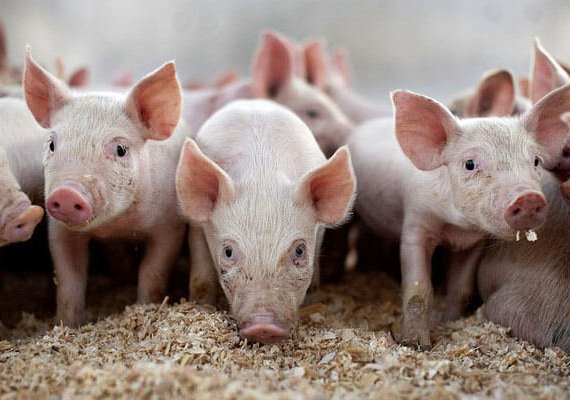 Modificação no DNA do porco pode prevenir doenças
