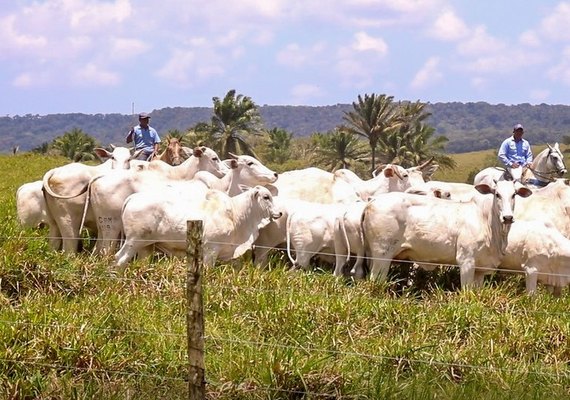 Dia de Campo Agro CPMF vai apresentar animais  do 19º Nelore Positivo