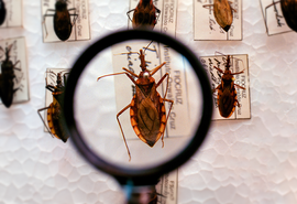 Brasil investe em pesquisa e luta pela eliminação da Doença de Chagas