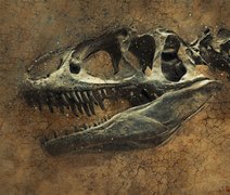 Nova espécie de espinossauro é descoberta no Saara