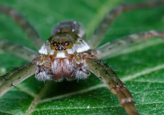 Aranha 'boy lixo' usa presentes falsos para acasalar com fêmeas; entenda