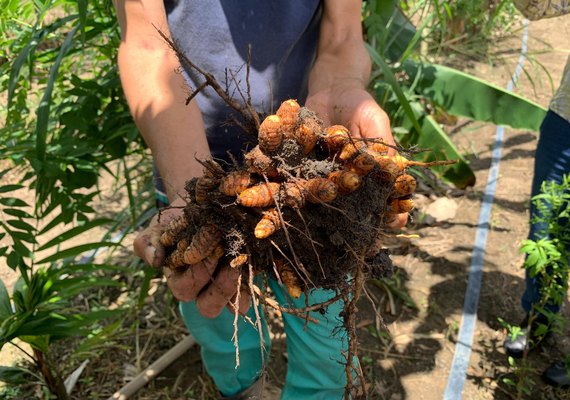 Técnicos da Secretaria de Agricultura visitam assentamento com práticas sustentáveis em Messias