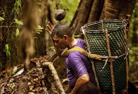 Modelo cooperativo mostra como crescer preservando a biodiversidade