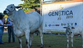 Expoalagoas Genética quer contribuir para a evolução do rebanho de AL