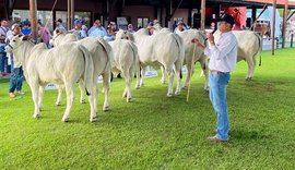 Pista de julgamento da Expoalagoas Genética destaca funcionalidade das raças