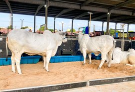 Julgamentos de animais têm início nesta terça (25) no Parque da Pecuária