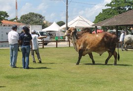 9ª Expoalagoas Genética se prepara para receber mais de mil animais no Parque da Pecuária