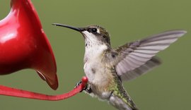Beija-flores consomem álcool presente naturalmente no néctar, revela estudo