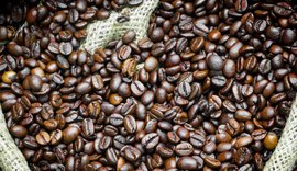 Exportação de café robusta cresce 4,7% em maio, aponta Cecafe