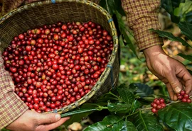 Interdependência no setor cafeeiro cria vínculos permanentes entre Brasil e EUA, aponta cooperativa cafeeira