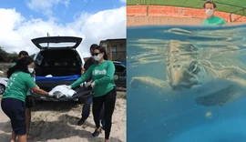 Após meses em reabilitação, tartaruga-oliva é devolvida ao mar em Alagoas