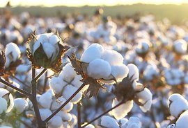 Brasil está reduzindo área de plantio de algodão
