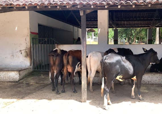 Adeal inicia a primeira etapa da campanha de vacinação contra a brucelose