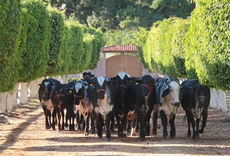 Leilão Genética de Berço assegura bovino adaptável ao Nordeste