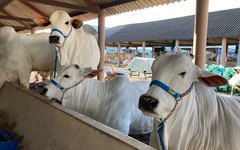 Animais na Expoagro