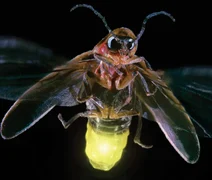 Cientistas alertam para risco de extinção dos vaga-lumes; entenda principais causas