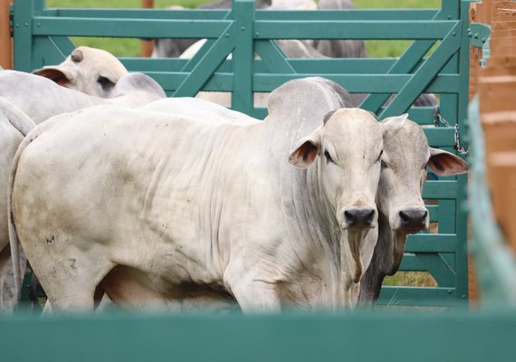 Setor agropecuário retoma Expoalagoas Genética  promovida pela ACA