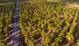 Alimentos à base de coco estão em alta no mercado brasileiro