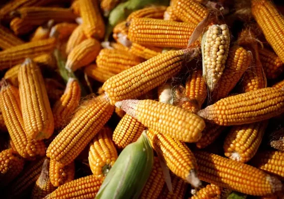 Preços ao produtor do Brasil têm em maio maior queda em quase 2 anos