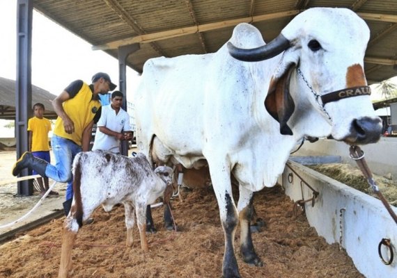 Expoagro deve movimentar R$ 9 milhões em negócios