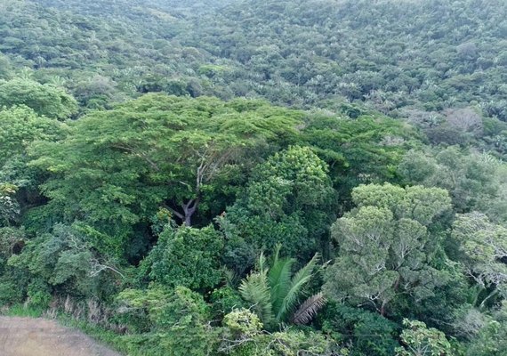 Mata da Sálvia: Segunda maior Reserva Particular do Patrimônio Natural é criada em AL