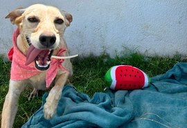 Feira de adoção leva cães e gatos ao Graciliano Ramos neste sábado