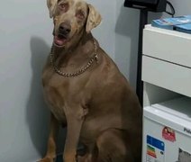 PC instaura inquérito para apurar caso de cão desaparecido que foi eutanasiado sem necessidade