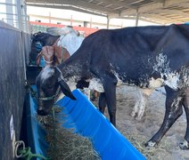 Expoagro-AL começa a receber animais no Parque da Pecuária em Maceió