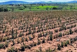 Estiagem e calor comprometem safra agrícola no Agreste alagoano