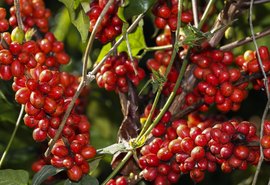 Cafés especiais ampliam mercado dentro e fora do Brasil