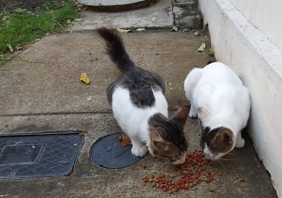 Alimentar gatos em condomínio gera condenação e indenização no DF