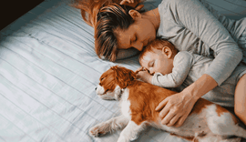 É melhor dormir ao lado de um cachorro do que de um homem, aponta estudo