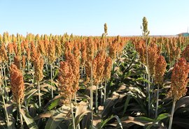 Sorgo ganha espaço na safra 2025/26 e desafia o milho safrinha