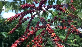 Conab projeta safra recorde de café em 2026, com alta de 17,1%