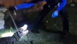 Jacaré invade casa em Marechal Deodoro e é resgatado por policial científico fora de serviço