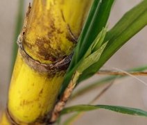 Nova técnica de plantio é apresentada a produtores de cana
