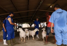 Exposição Nordestina incentiva criação de ovinos em AL