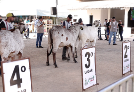 Expo Bacia Leiteira 2025: julgamento de animais destaca superioridade genética dos rebanhos da Bacia Leiteira Alagoana