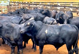 Boitel Pindorama abre mercado internacional com primeira exportação de animais