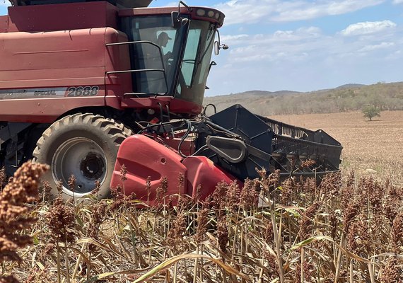 Plantio de sorgo vira aposta no sertão de AL