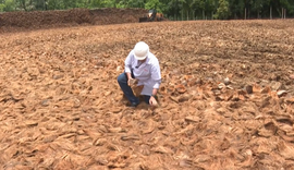 Vídeo do Alagoas Rural sobre uso da fibra de coco ganha destaque no Instagram