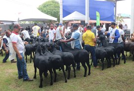 Leilão do Santa Inês oferta melhores da raça na sexta (28) da Expoagro Alagoas