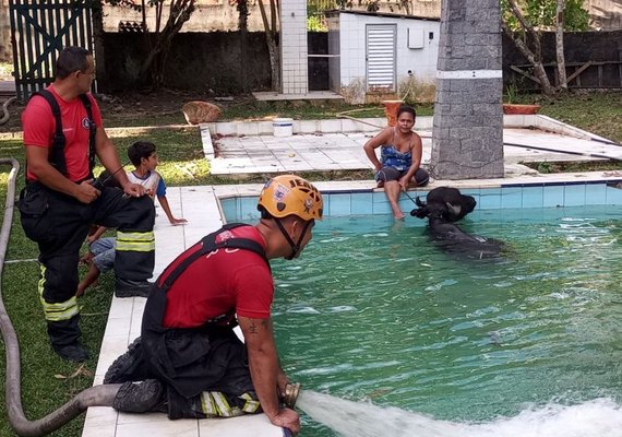 Bombeiros resgatam búfalo de meia tonelada que caiu em piscina de sítio